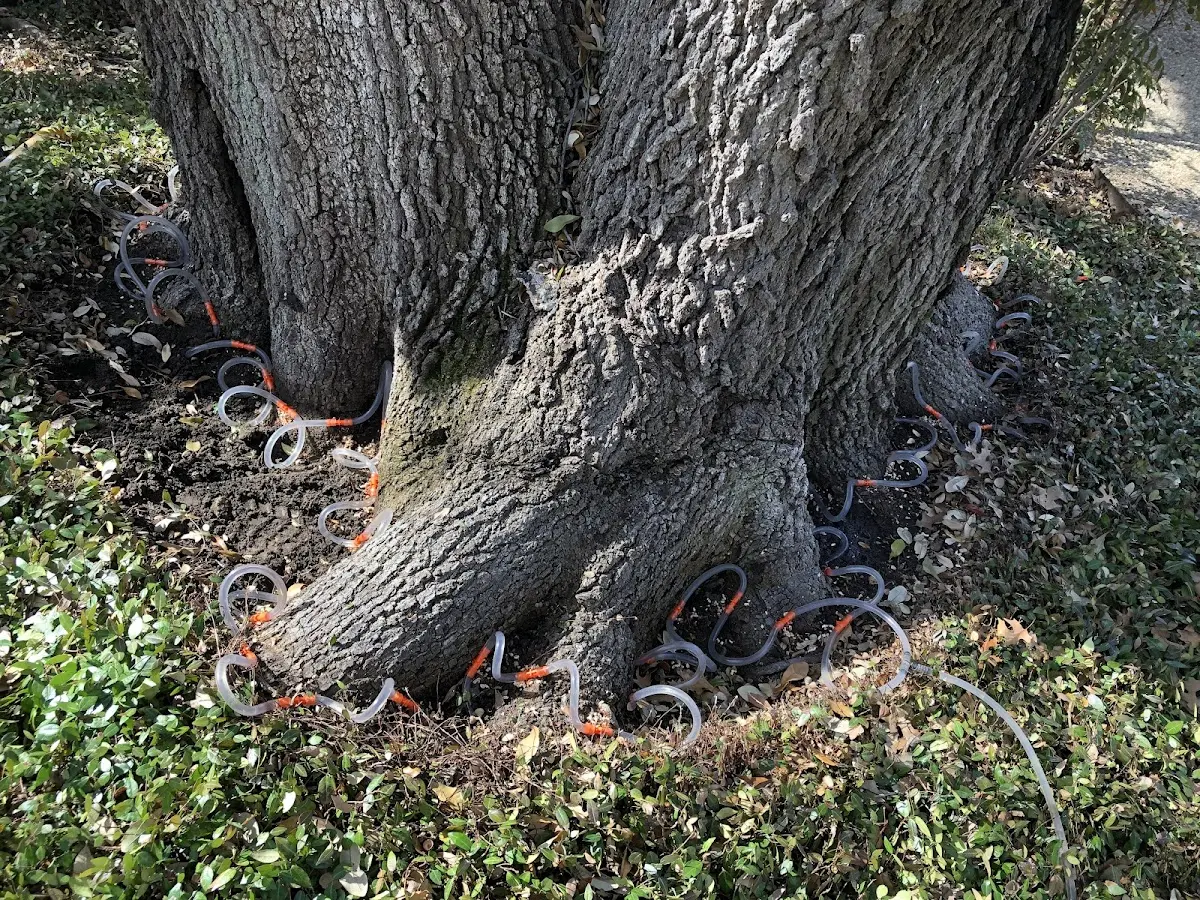 Detailed Tree Cabling and Bracing job site in New Lenox