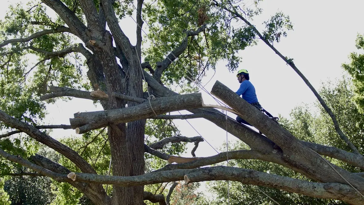 Professional Crown Thinning performed by certified arborists in New Lenox