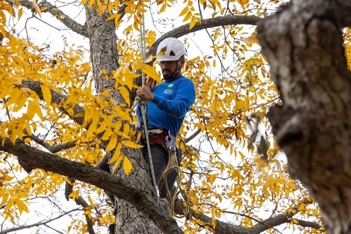 Skilled Storm Damage Cleanup crew working in New Lenox